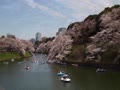 2018千鳥ヶ淵　桜